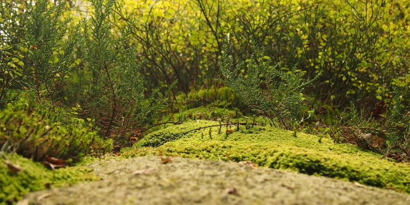 厦门新能源汽车充电桩全攻略:分布地图、使用技巧与购车服务深度解析